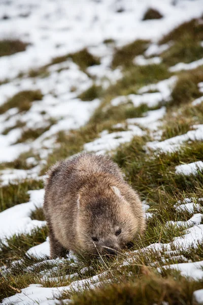 Wombat Pást Sněhu Cradle Mountain Národního Parku Tasmánie — Stock fotografie