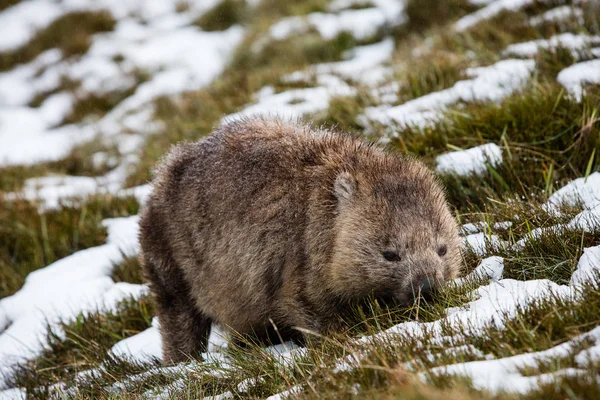 Wombat Pást Sněhu Cradle Mountain Národního Parku Tasmánie — Stock fotografie