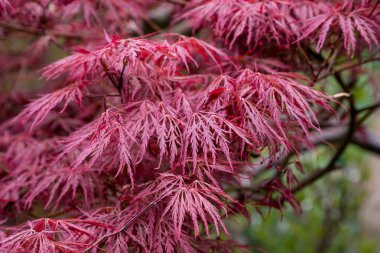 Monet'nin Garden darbeydi, Normandy için kırmızı akçaağaç yaprakları
