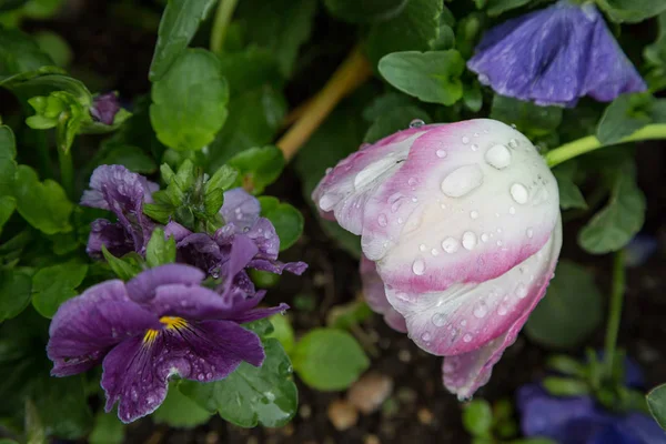 Giverny 프랑스에서 모네의 정원에서 튤립에 물방울 — 스톡 사진
