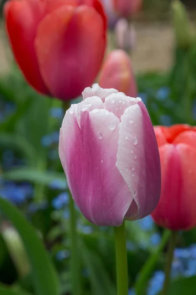 Water droplets on Tulips in Monet\'s Garden at Giverny, France