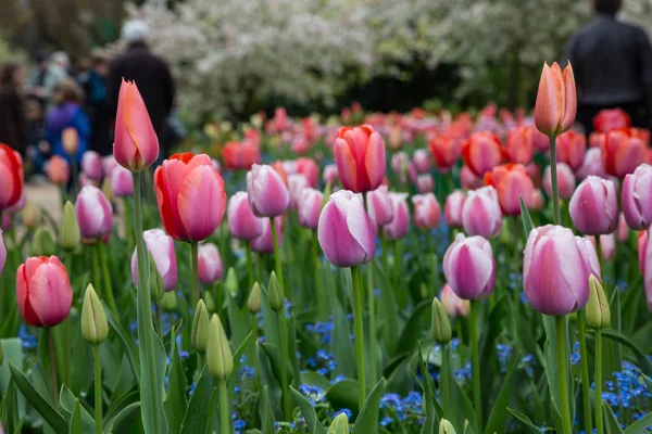 Tulips in Monet\'s Garden at Giverny, France