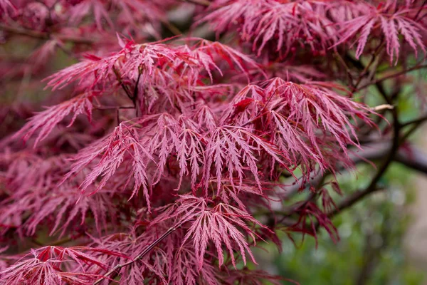 Monet'nin Garden darbeydi, Normandy için kırmızı akçaağaç yaprakları