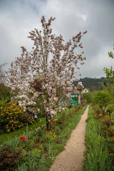 Kiraz Ağacı Lale Yataklar Darbeydi Normandiya Monet Nin Garden — Stok fotoğraf