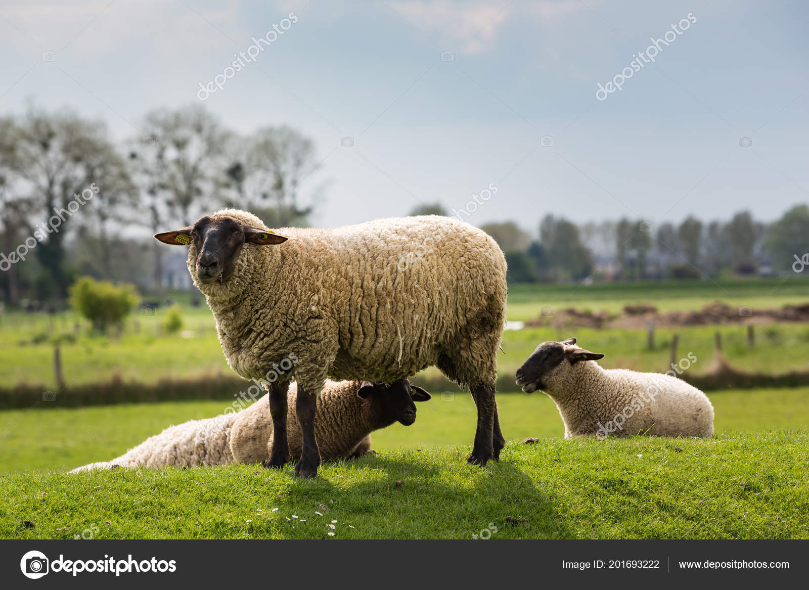 羊写真素材 ロイヤリティフリー羊画像 Depositphotos