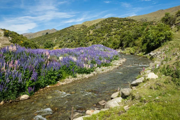 Foxglove Plants Île Sud Nouvelle Zélande — Photo