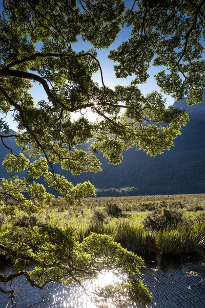 Ayna havuzları, çevre Milford ses, South Island, Yeni Zelanda
