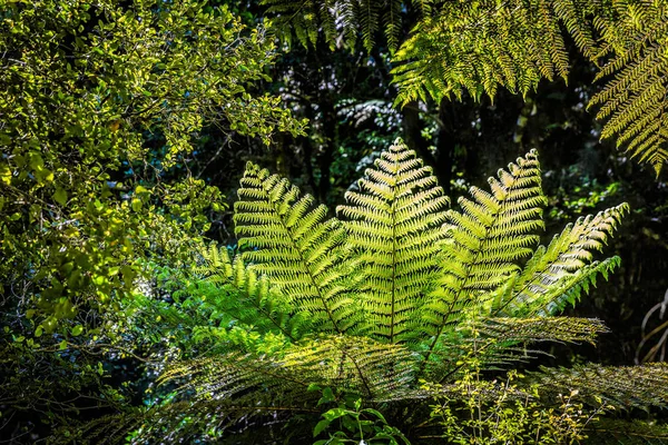 Ormbunkar Caitlins Forest Park Sydön Nya Zeeland — Stockfoto