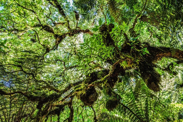 Helechos Parque Forestal Caitlins Isla Sur Nueva Zelanda — Foto de Stock