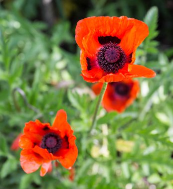 Haşhaş Christchurch Botanik Bahçeleri, Yeni Zelanda
