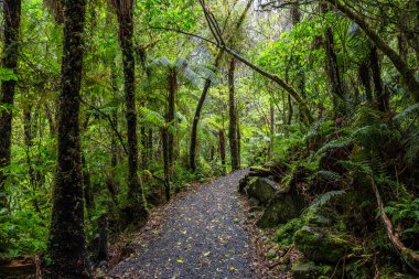 Orman yürüyüş yakınındaki Fox buzul, South Island, Yeni Zelanda