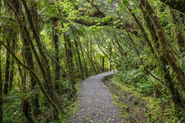 Orman yürüyüş yakınındaki Fox buzul, South Island, Yeni Zelanda