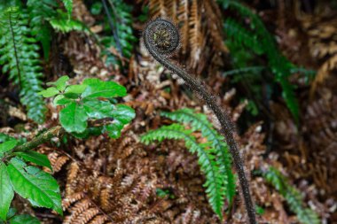 Fern Fox buzul, South Island, Yeni Zelanda yakınındaki ormanda