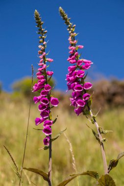 Roy'un tepe, South Island, Yeni Zelanda izleri üzerinde ç