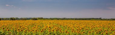 Panoramik manzaralı bir alan ayçiçeği Provence, Fransa