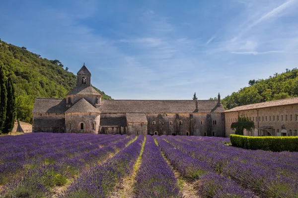 Cistercian Abbey of Senanque and flowering rows of lavender, near Gordes in the Vaucluse, Provence, France