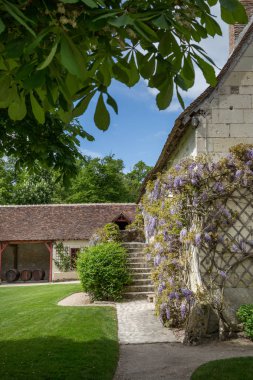 Chateau de Chenonceau bir yazlık'ın büyüyen wisteria