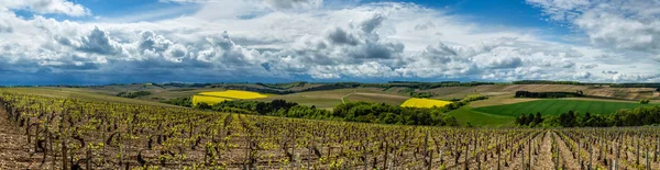 Vinice Oblasti Chablis Burgundsko Francie — Stock fotografie