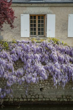 Bir taş duvarlı Loire valley, Fransa kadar bina tırmanma wisteria