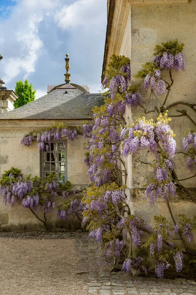 Wisteria Escalando Edificio Amurallado Piedra Valle Del Loira Francia — Foto de Stock