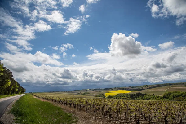 Wijngaarden Chablis Regio Van Bourgondië Frankrijk — Stockfoto