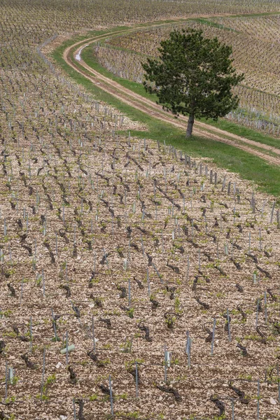 Wijngaarden Chablis Regio Van Bourgondië Frankrijk — Stockfoto