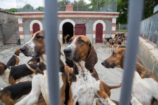 Híres Kutyákat Chateau Cheverny Loire Valley Franciaország Stock Kép