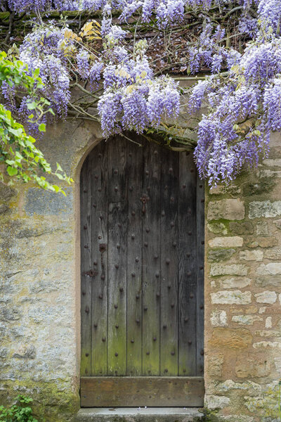 Wisteria on a stone gateway in the small village of Vezelay in rural France