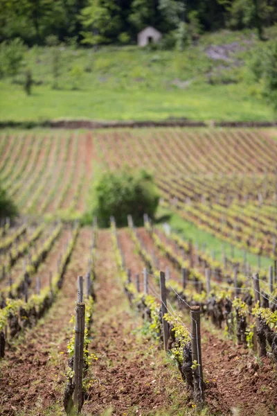 Невелика Глибина Подано Видом Виноградник Провінції Бургундія Франція — стокове фото