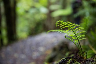 Shallow depth od field image of a  yound New Zealand fern plant (Cyathea dealbata) in a forest walkway clipart