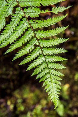 New Zealand fern (Cyathea dealbata) close-up, with focus on the upper plant detail. clipart