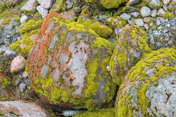 Roca Glacial Roja Liquen Componente Fúngico Identificado Glaciar Franz Josef — Foto de Stock