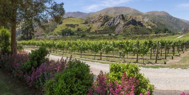 Üzüm bağları bir dağ önünde ve yanında bir driveway bir şaraphane, Queenstown, Yeni Zelanda oteller