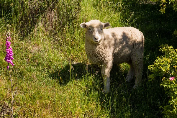 Schapen Vingerhoedskruid Bloem Ondervonden Trek Van Roy Peak Zuid Eiland — Stockfoto