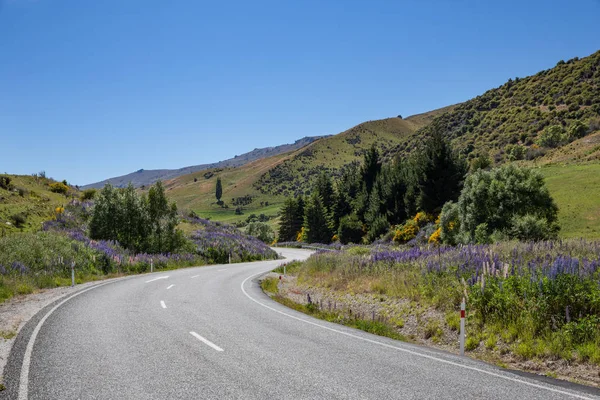 Foxglove plants next line the winding road on the south island of New Zealand
