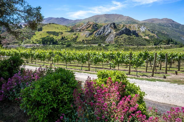 Wijngaarden Tegenover Een Bergketen Naast Een Oprit Bij Een Winery — Stockfoto