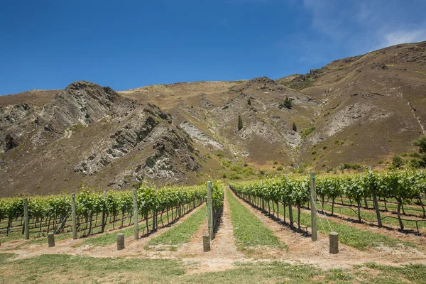 Wijngaarden Tegenover Een Bergketen Naast Een Oprit Bij Een Winery — Stockfoto
