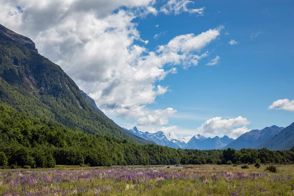 Fingerhut Pflanzen Und Bergkette Auf Der Südinsel Neuseelands — Stockfoto