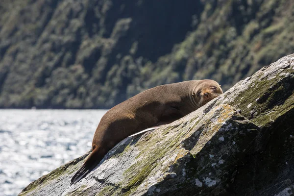 Jižní Tulení Kožešiny Vyhřívají Milford Sound Jižní Ostrov Nový Zéland — Stock fotografie