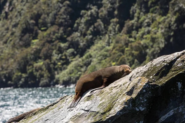 Otaries Fourrure Sud Prélassant Milford Sound Île Sud Nouvelle Zélande — Photo