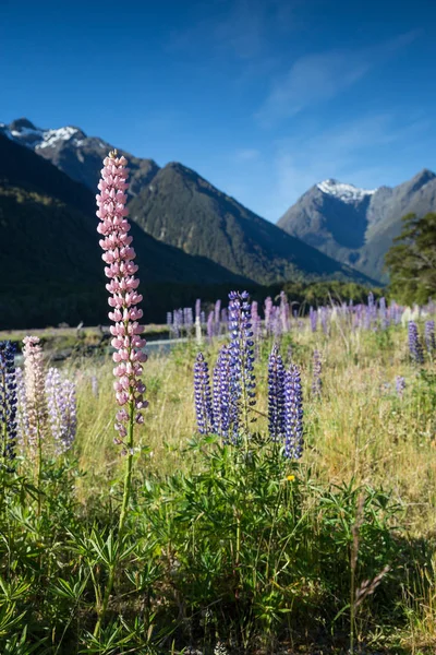 Primer Plano Alfiler Rosa Con Una Cordillera Cubierta Nieve Detrás —  Fotos de Stock