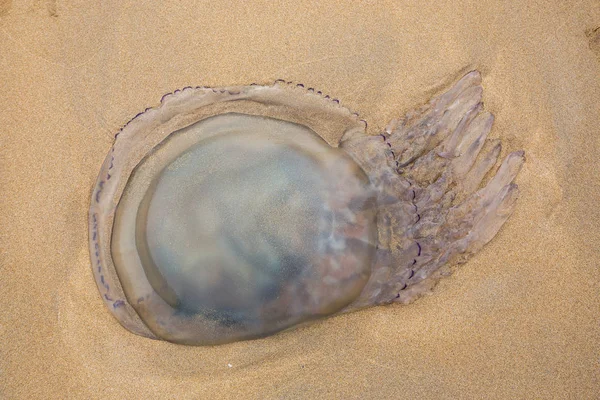 Rhizostoma Pulmo Barrel Jellyfish Échoués Sur Rivage Barafundle Bay Dans — Photo