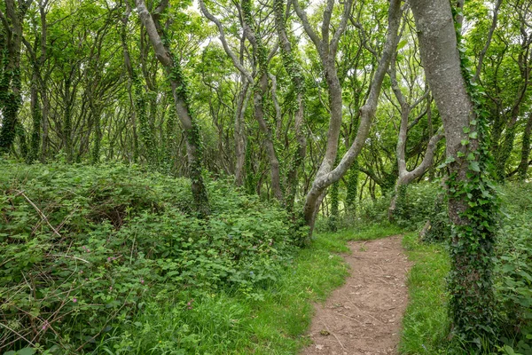 Path through the woods on the Pembroke Coast Path, Wales, UK