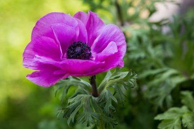 Güzel bir pembe haşhaş çiçek görünümünü yakın çekim
