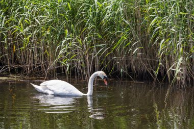 Güzel kuğu Newport sulak Güney Galler, İngiltere'de nehirde kürek çekmeye