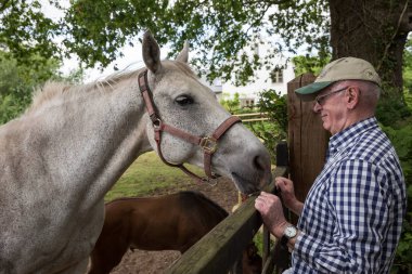 USK Galler Haziran 214th 2015: Usk, Güney Galler, İngiltere'de bir alanda bir at sevişme yaşlı adam