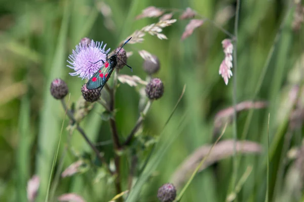 マダラガ科 ウェールズのニューポート湿地でミルクのアザミの花を食べて家族の日中に飛ぶ蛾です スポット バーネット Zygaena Filipendulae — ストック写真