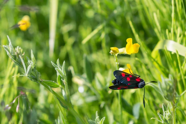 Six Spot Burnet Zygaena Filipendulae Which Day Flying Moth Family — стоковое фото