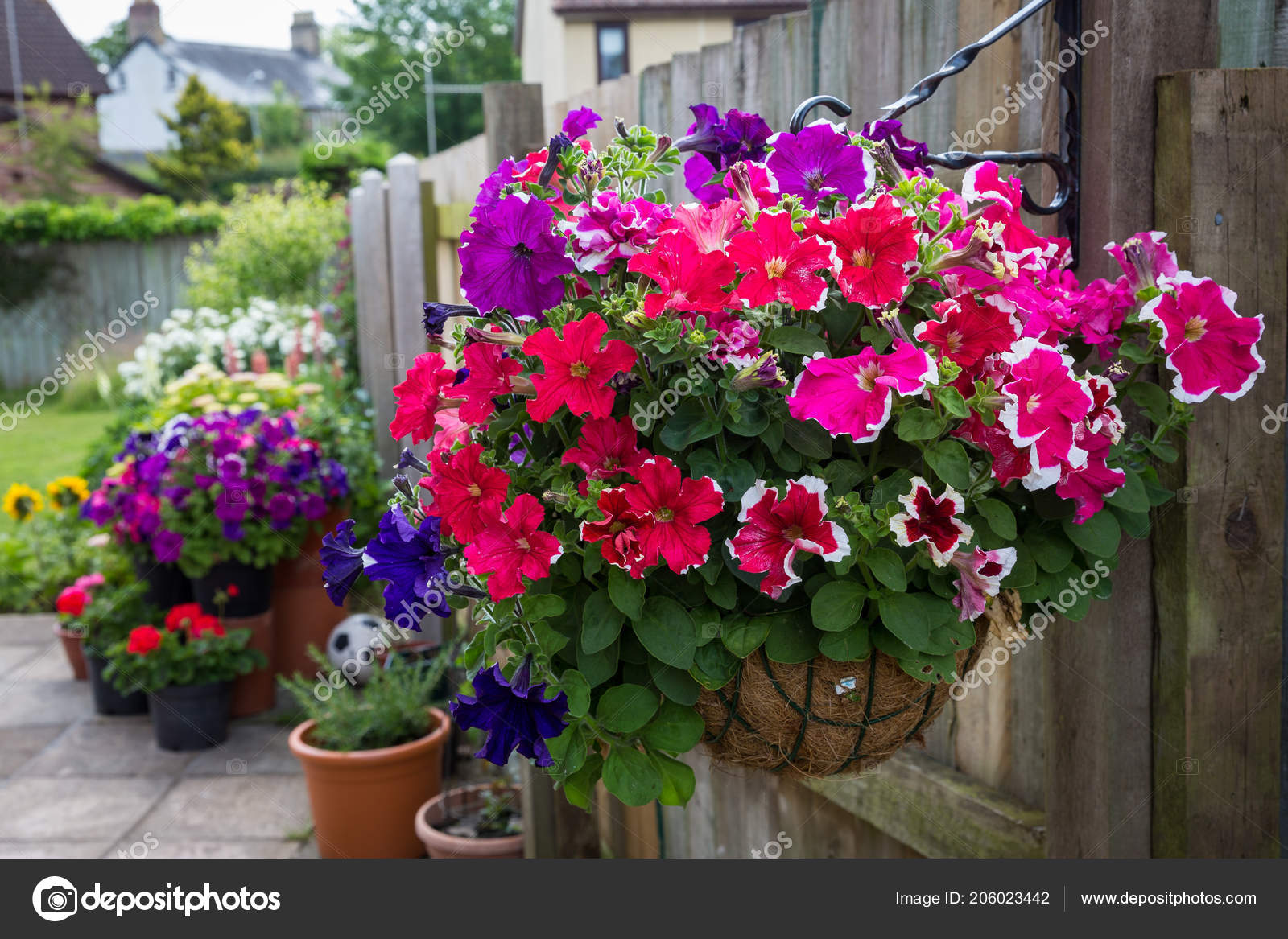 Pictures Hanging Basket Flowers Hanging Basket Filled Petunia Flowers Garden South Wales Stock Photo C Michael6882 206023442