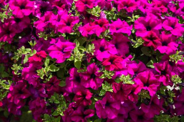 Pembe petunyaların (Solanaceae bir kase görünümünü kapat)